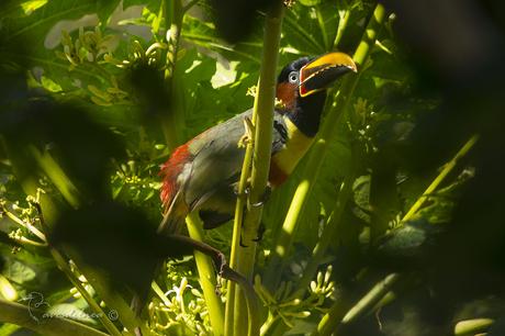 Arasarí fajado (Chestnut-eared Aracari) Pteroglossus castanotis