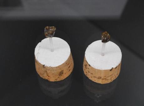Misteriosos dientes fósiles descubiertos en Alemania desconciertan a los científicos Misteriosos dientes fósiles descubiertos en Alemania desconciertan a los científicos