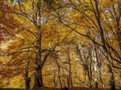 bosque arriba