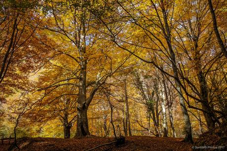 El bosque de arriba