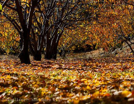 Sopas de ajo para un triste otoño español