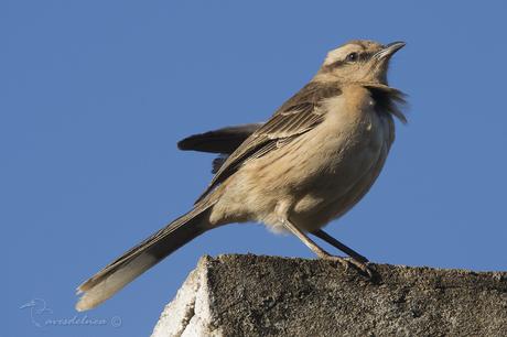 Calandria grande (Chalk-browed Mockingbird) Mimus saturninus