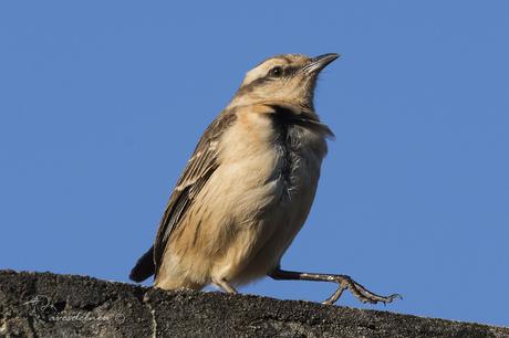 Calandria grande (Chalk-browed Mockingbird) Mimus saturninus