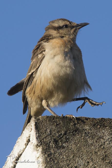 Calandria grande (Chalk-browed Mockingbird) Mimus saturninus