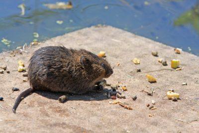 Cientos de ratas en los subsuelos de nuestras ciudades