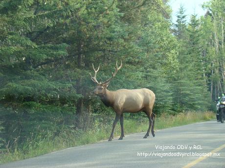 Rocosas Canadienses. Jasper Canada. http://viajandoodvyrcl.blogspot.mx