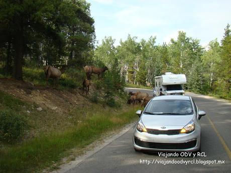 Rocosas Canadienses. Jasper Canada. http://viajandoodvyrcl.blogspot.mx