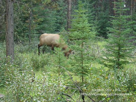 Rocosas Canadienses.Jasper Canada. http://viajandoodvyrcl.blogspot.mx