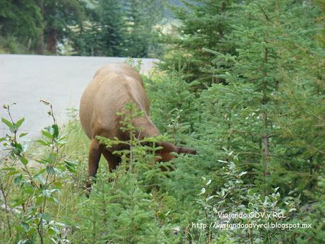 Maligne Lake, Jasper Canada. http://viajandoodvyrcl.blogspot.mx