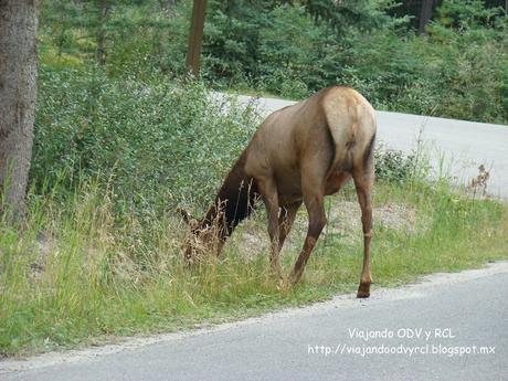 Rocosas Canadienses. Jasper Canada. http://viajandoodvyrcl.blogspot.mx