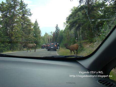 Rocosas Canadienses. Jasper Canada. http://viajandoodvyrcl.blogspot.mx