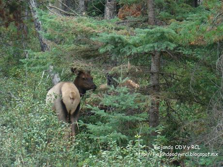 Rocosas Canadienses. Maligne Lake, Jasper Canada. http://viajandoodvyrcl.blogspot.mx