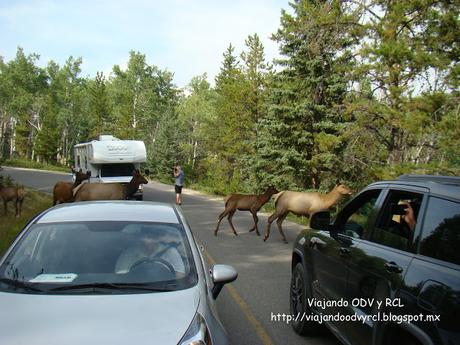 Rocosas Canadienses. Jasper Canada. http://viajandoodvyrcl.blogspot.mx