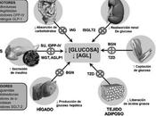 Evaluan nuevos Sensibilizadores Insulina