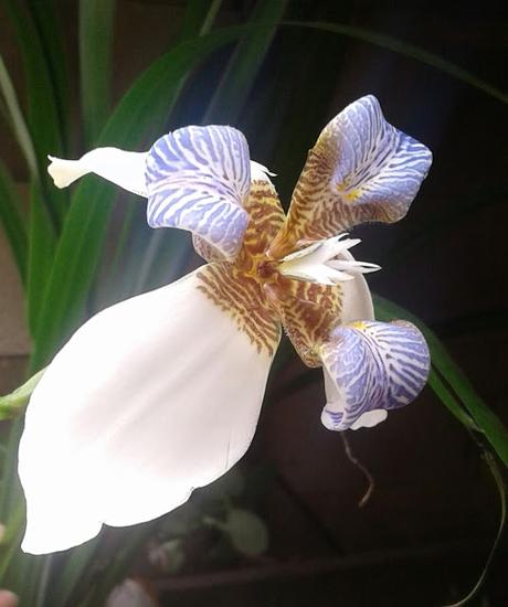 De autos antiguos y suculentas