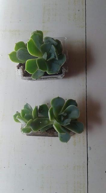 De autos antiguos y suculentas De autos antiguos y suculentas