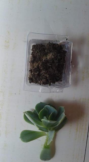 De autos antiguos y suculentas De autos antiguos y suculentas