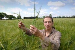 Los cultivos evolucionaron 10 milenios antes de lo que creíamos