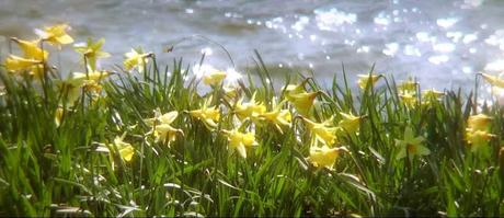 'Daffodils' ('Narcisos'), de William Wordsworth