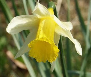 'Daffodils' ('Narcisos'), de William Wordsworth