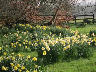 'Daffodils' ('Narcisos'), de William Wordsworth