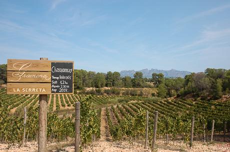 Gramona, del vino a granel a la viticultura ecológica.