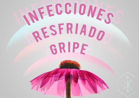 ¿Cómo nos ayuda la equinácea? ¿Cómo nos ayuda la equinácea?