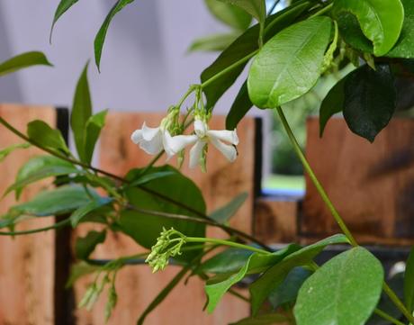 Estrenando tranquera: renovada y protegida con Cetol