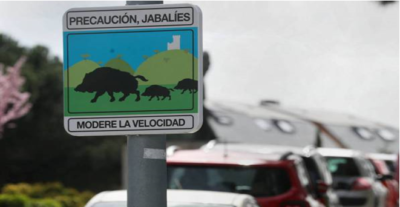 Plaga de jabalíes en Torrelodones
