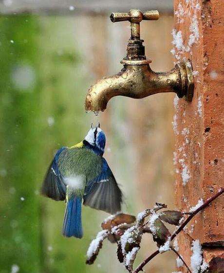 La última gota...invierno en España