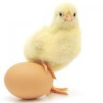 ¿Las bebidas deportivas con proteínas realmente funcionan? Huevos