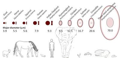 Sangre de ictiosaurio