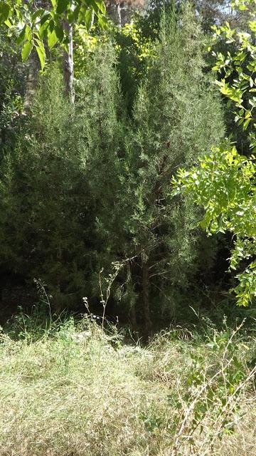El Preventori de Alcoy