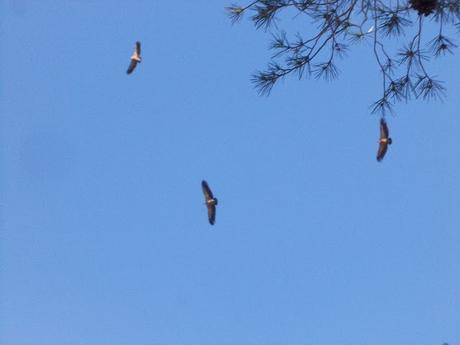 Excursion a la Ermita de San Cristobal en Alcoi