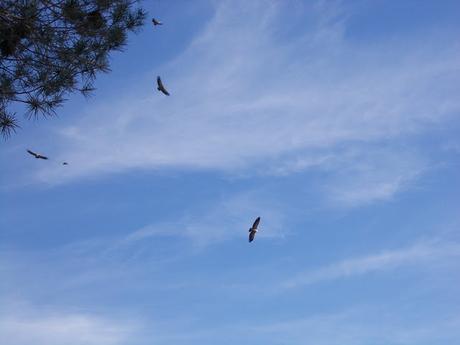 Excursion a la Ermita de San Cristobal en Alcoi