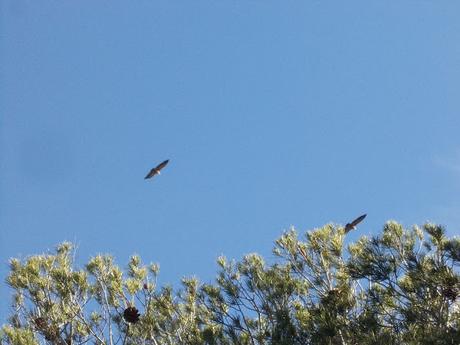 Excursion a la Ermita de San Cristobal en Alcoi