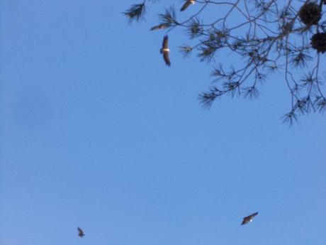 Excursion a la Ermita de San Cristobal en Alcoi