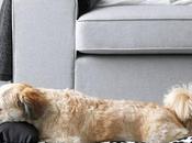 IKEA lanza LURVIG primera colección para mascotas