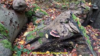 Parque Nacional Harz, Wernigerode, Quedlinburg y el Muro del Diablo (Alemania)