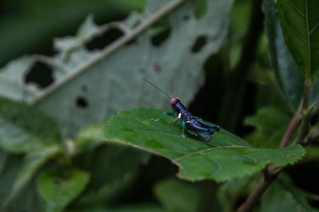 Laberintos del Chiguaza Laberintos del Chiguaza