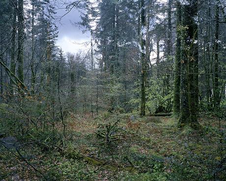 “A grove of trees from a point of view”, el nuevo trabajo del profesor de TAI, Juan Millás llega al Museo Nacional del Romanticismo