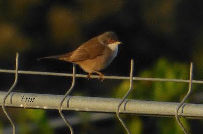 LOS PEQUEÑOS ESFORZADOS DE LA MIGRACIÓN