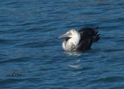 LOS PEQUEÑOS ESFORZADOS DE LA MIGRACIÓN