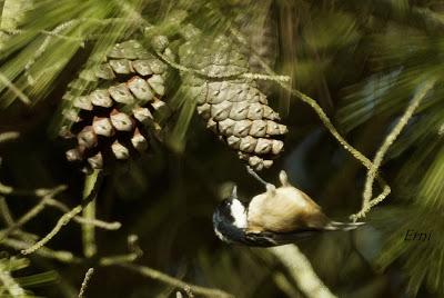 LOS PEQUEÑOS ESFORZADOS DE LA MIGRACIÓN
