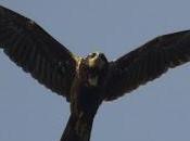 pequeños esforzados migración