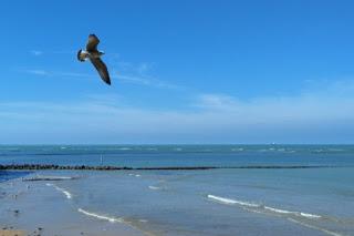 Gaviota volando sobre escena de playa.