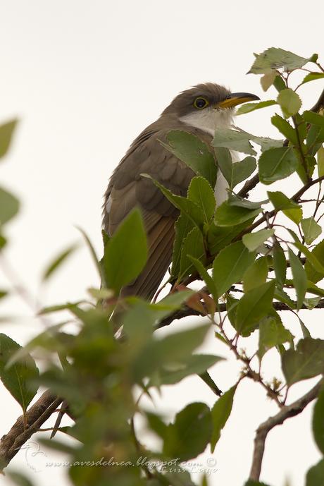 Cuclillo Pico Amarillo (Yellow-billed Cuckoo) Coccyzus americanus (Linnaeus, 1758) Cuclillo Pico Amarillo (Yellow-billed Cuckoo) Coccyzus americanus (Linnaeus, 1758)