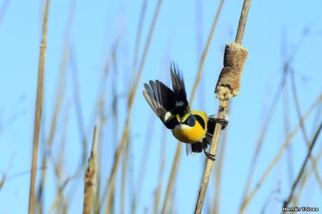 7 colores desde todos los ángulos
