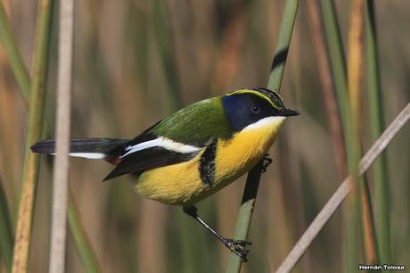 7 colores desde todos los ángulos