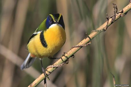 7 colores desde todos los ángulos